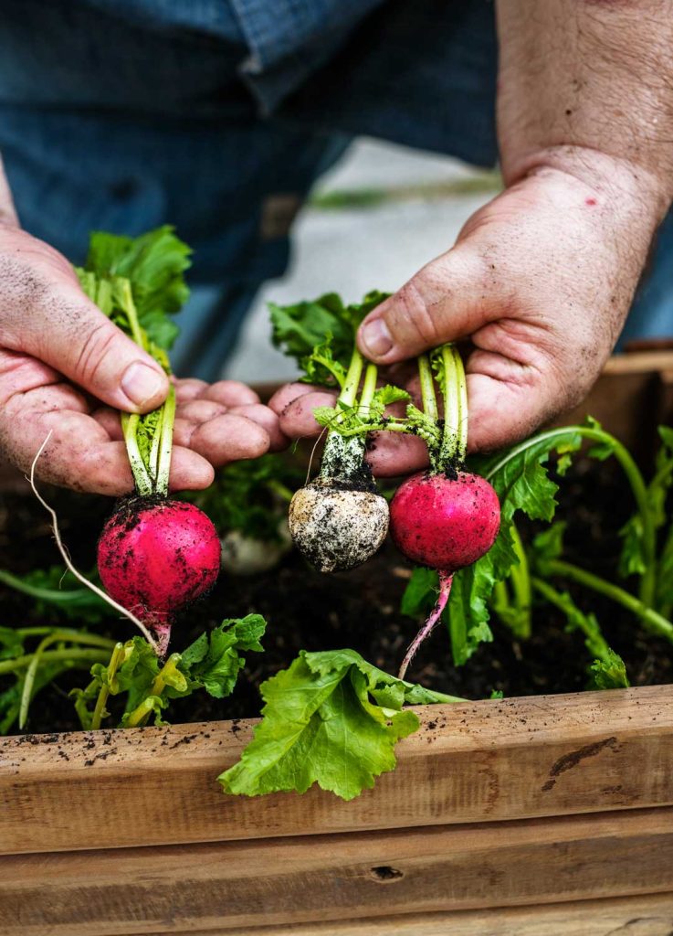 Easy vegetables to grow in raised beds