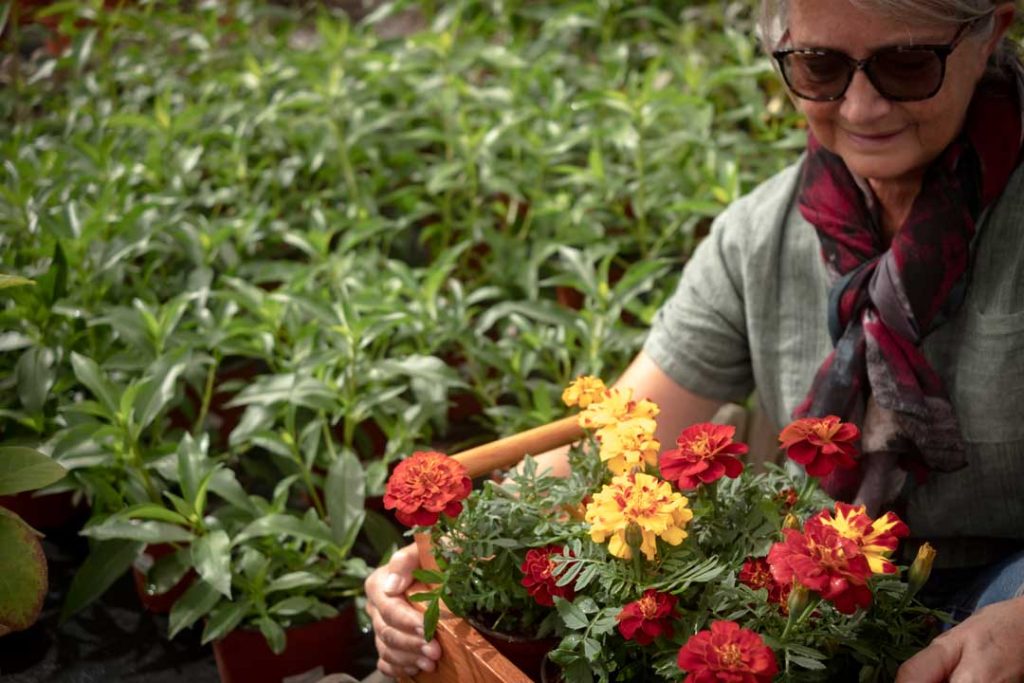 Fast-growing plants for raised garden beds