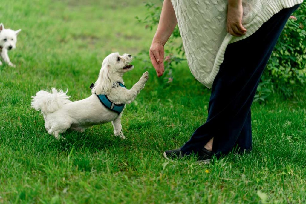 How much exercise does a Maltese need