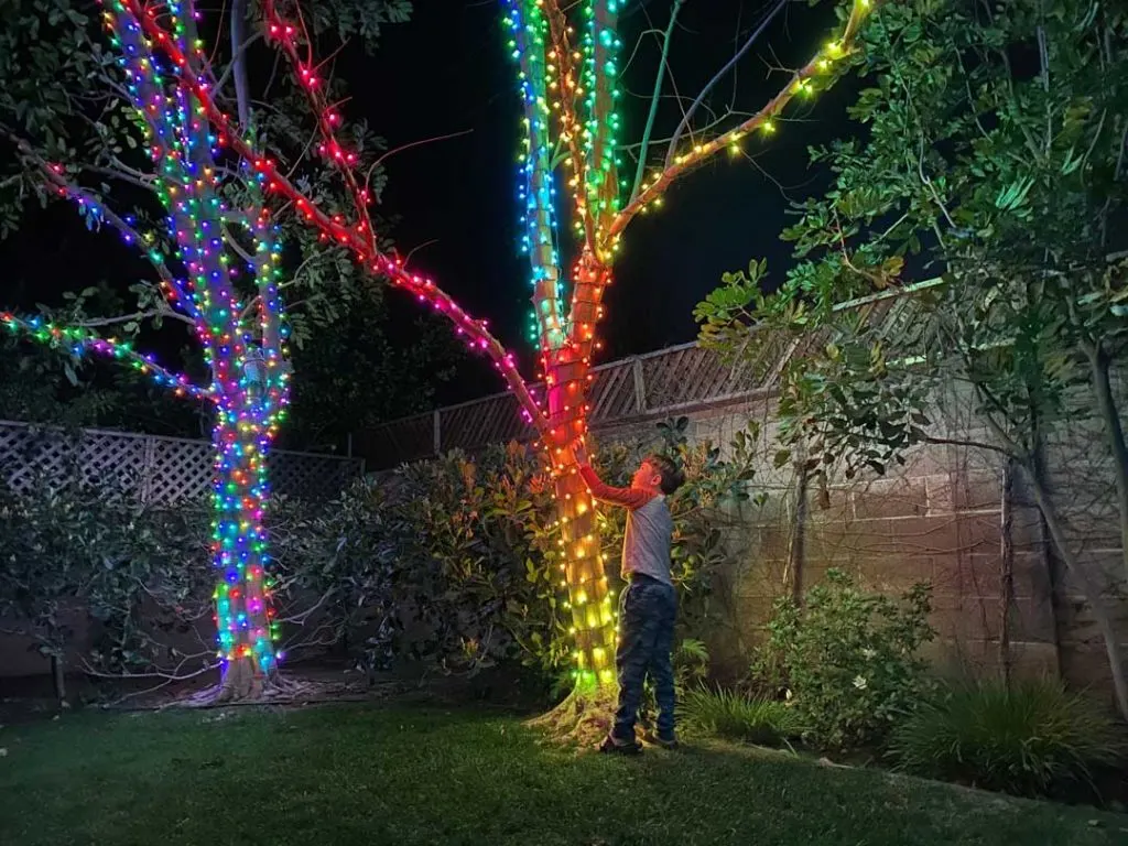 Low-maintenance Christmas lights