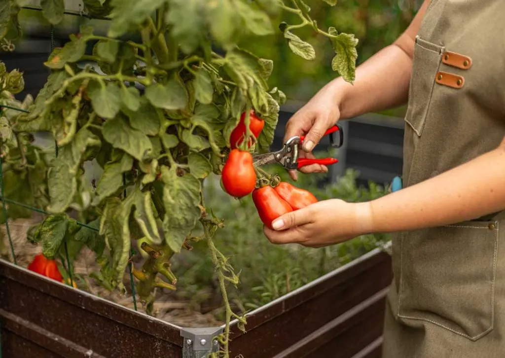 Low-maintenance plants for raised beds