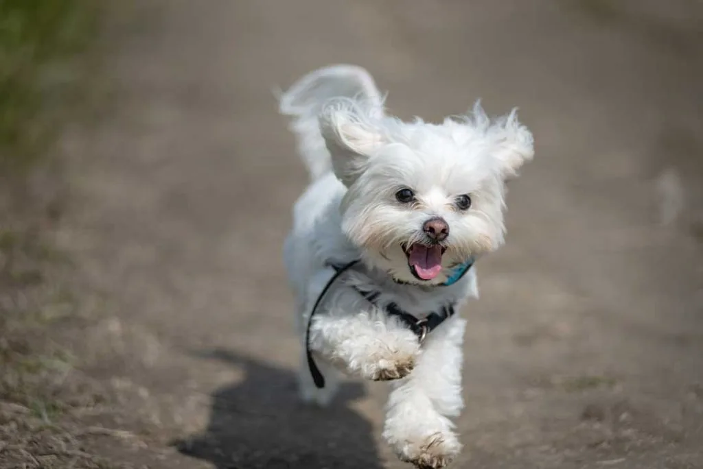 Maltese playtime and exercise tips