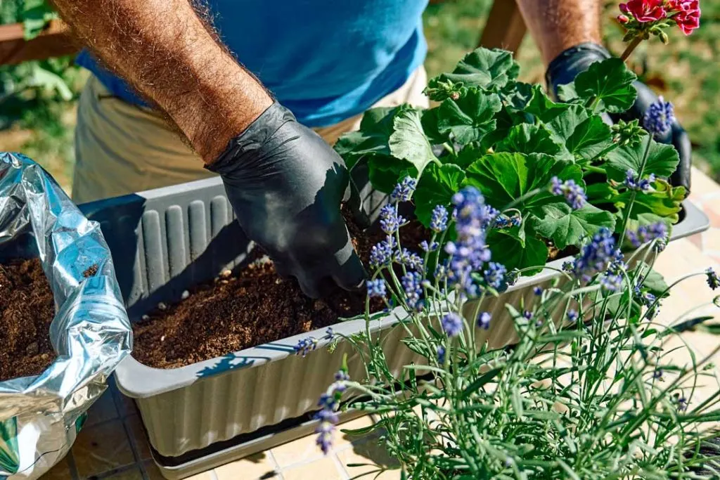 Raised bed gardening for seniors