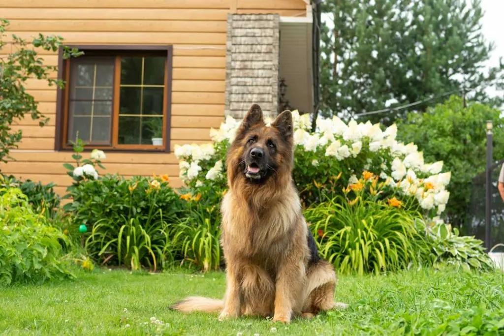 dog-proofing your house and garden