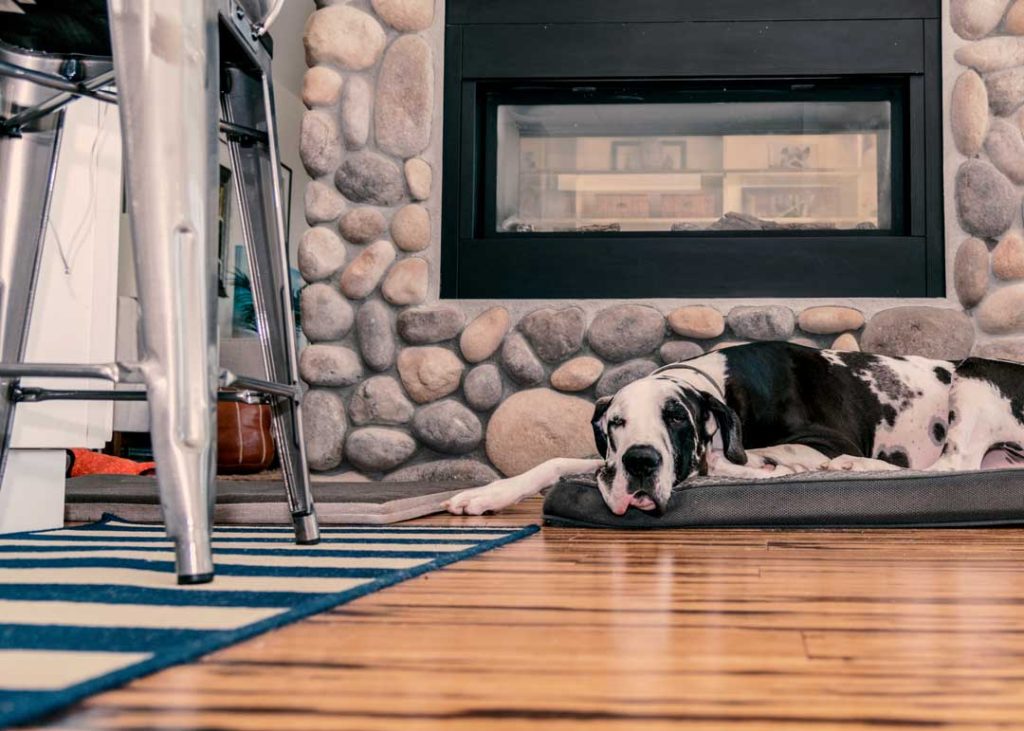 puppy-proofing your home and yard