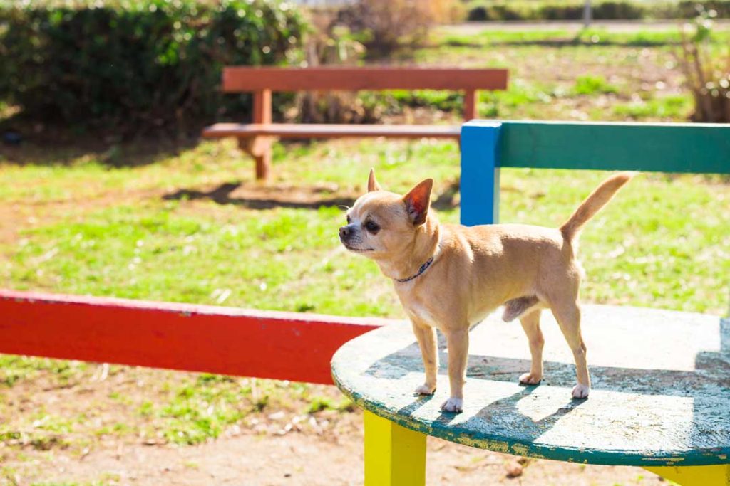 Best dog-friendly parks in Pittsburgh