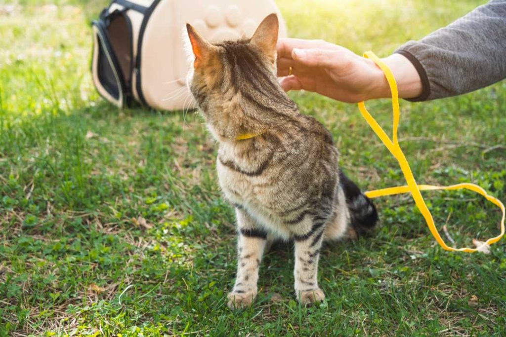 Do flea tags really work