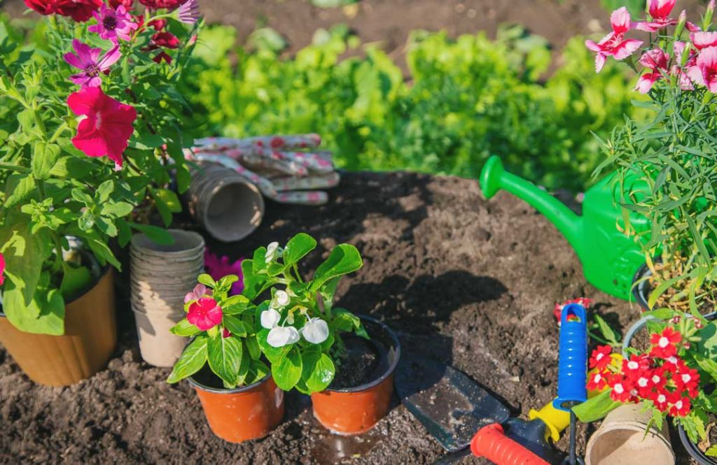 Easy gardening tips for beginners