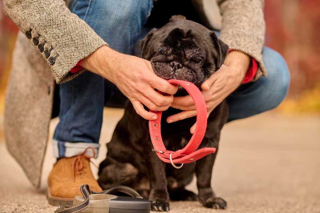 Flea Tags vs Flea Collars