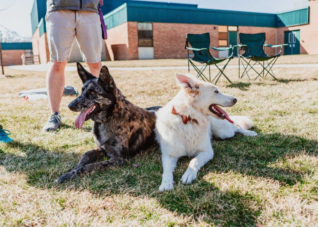 Indoor dog park in Pittsburgh