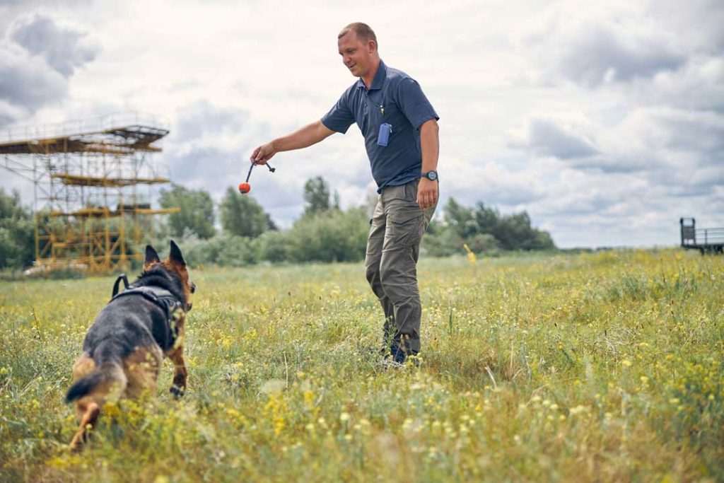 What you need to be a dog trainer