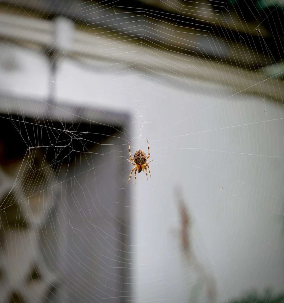 Seasonal changes triggering indoor pest activity